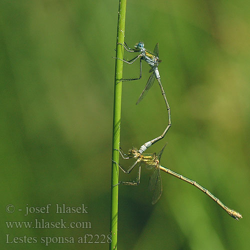 Lestes sponsa Leste fiancé sposo Gemeine Binsenjungfer