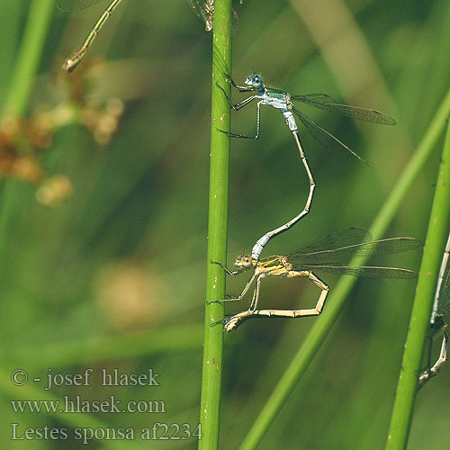 Lestes sponsa af2234