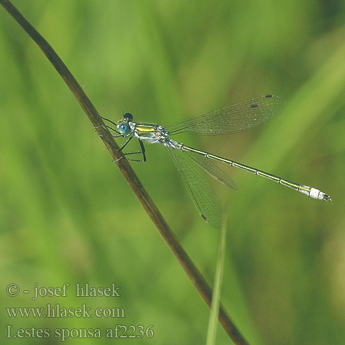 Lestes sponsa Allmän smaragdflickslända