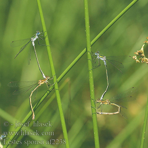 Lestes sponsa af2238