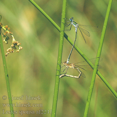 Lestes sponsa Obvodna zverca Emerald damselfly Common