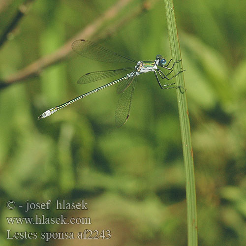 Lestes sponsa Sirokeijukorento Gewone pantserjuffer