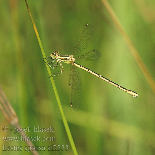 Lestes sponsa Gemeine Binsenjungfer Pałątka pospolita