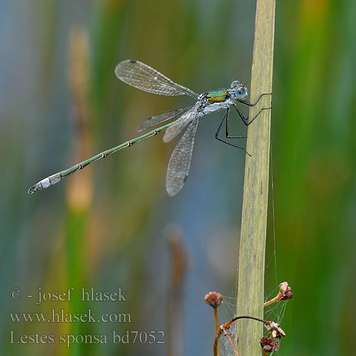 Lestes sponsa bd7052