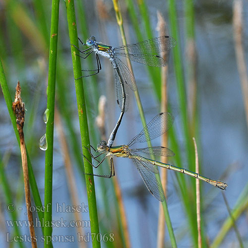 Lestes sponsa bd7068