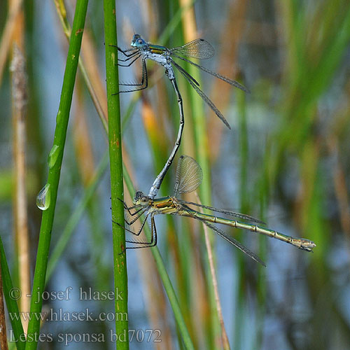 Лютка-наречена Obvodna zverca Lestes sponsa