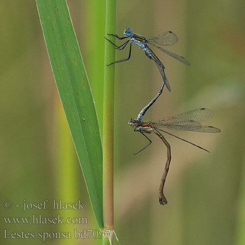 Obvodna zverca Lestes sponsa