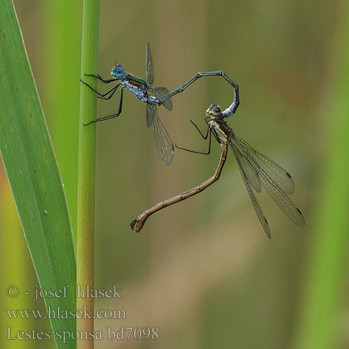 Emerald damselfly Common Spreadwing Almindelig