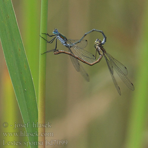 Lestes sponsa bd7099