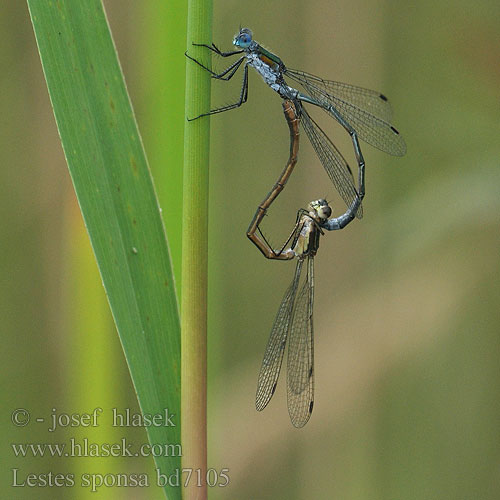 Lestes sponsa bd7105