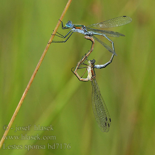 Lestes sponsa bd7176