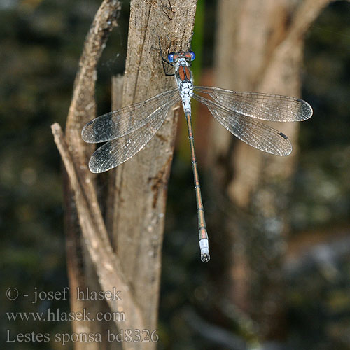 Lestes sponsa Emerald damselfly Common Spreadwing