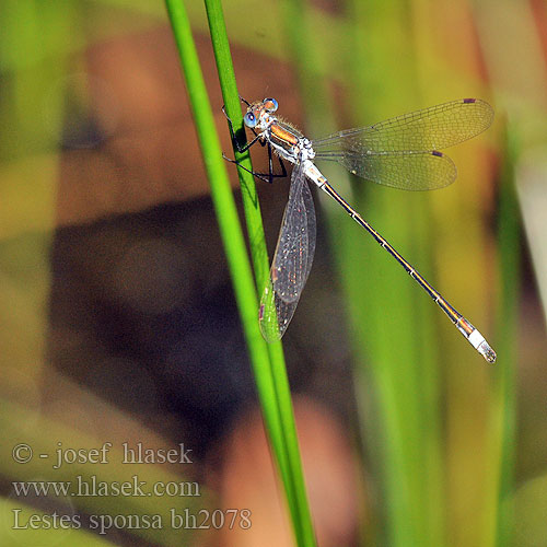 Lestes sponsa Leste fiancé Gewone pantserjuffer