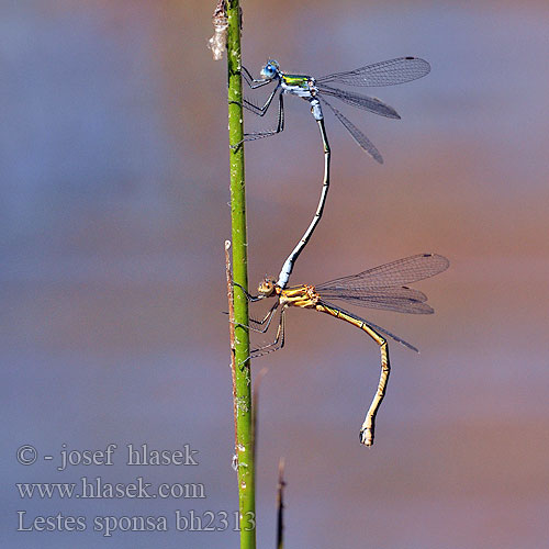 Lestes sponsa Leste sposo Gemeine Binsenjungfer