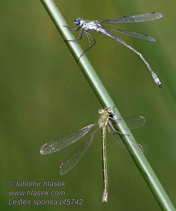 Šídlatka páskovaná Lestes sponsa