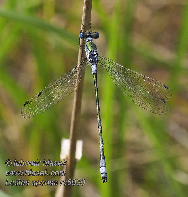 Lestes sponsa