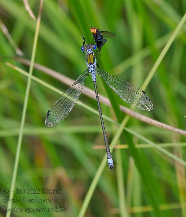 Lestes sponsa