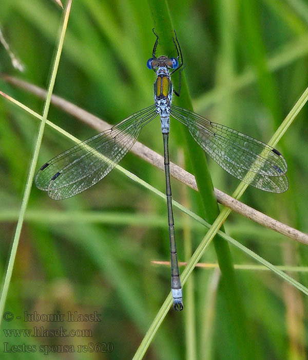 ídlatka páskovaná Lestes sponsa