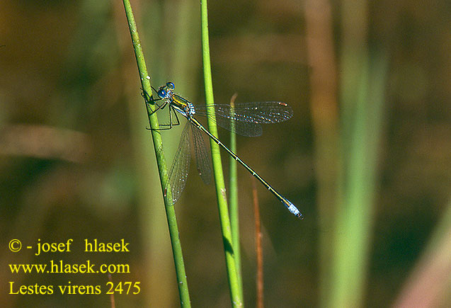 Lestes virens Lille Kobbervandnymfe Late Spreadwing Leste verdoyant