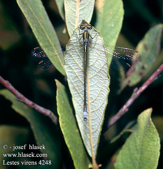 Lestes virens Tengere pantserjuffer Leste verdoyant virente Kleine Binsenjungfer Pałątka mala