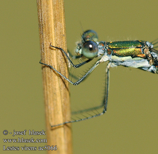 Lestes virens ac5066