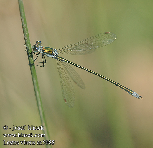 Lestes virens ac5088