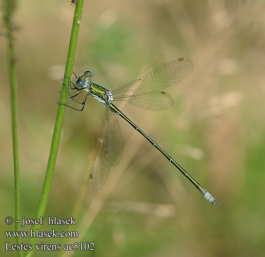 Lestes virens ac5102