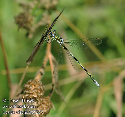 Lestes virens ac5227