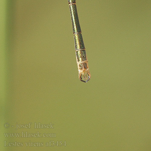 Lestes virens Sydlig smaragdflickslända Лютка красивая ясно-зелена Loška zverca