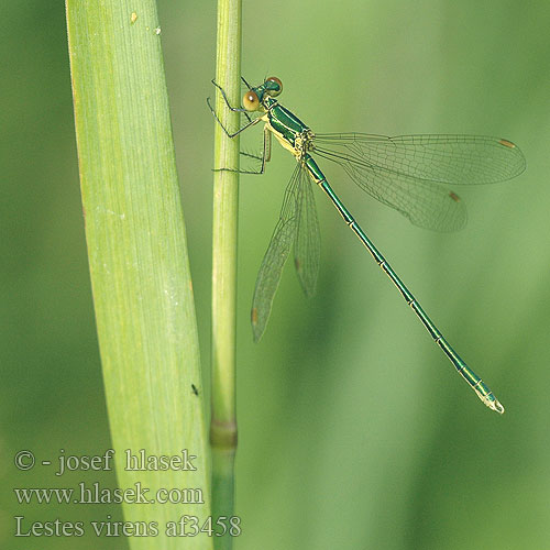 Lestes virens af3458