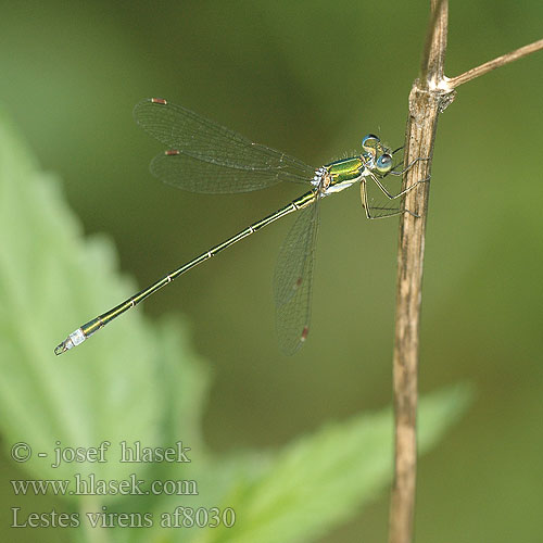 Lestes virens Tavi rabló Lille Kobbervandnymfe Late Spreadwing Tengere pantserjuffer