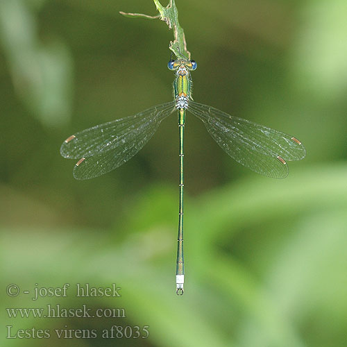 Lestes virens Tavi rabló Lille Kobbervandnymfe Late Spreadwing