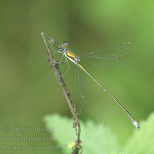 Lestes virens af8041