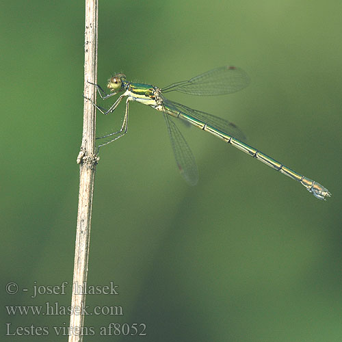 Lestes virens Šídlatka zelená Sydlig smaragdflickslända Лютка красивая ясно-зелена Loška zverca