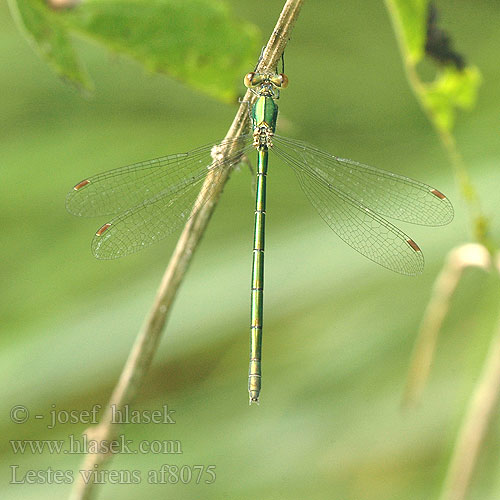 Lestes virens af8075