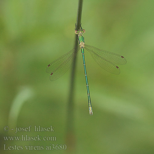 Lestes virens Lille Kobbervandnymfe Late Spreadwing Leste verdoyant