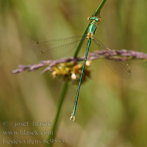 Lestes virens bc9553