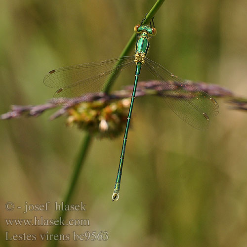 Lestes virens bc9563