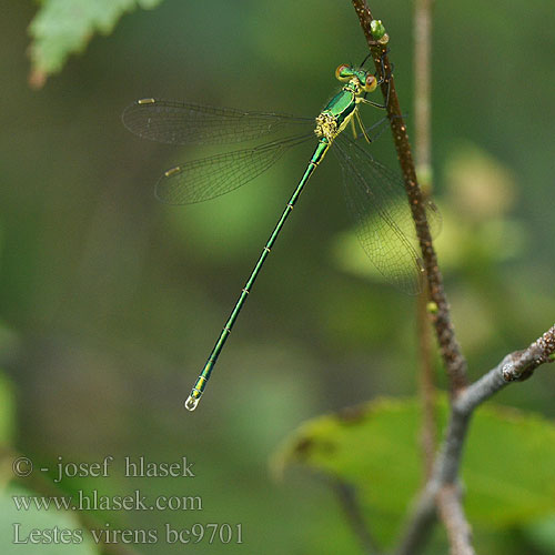 Lestes virens bc9701