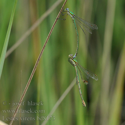 Small Spreadwing Lille Kobbervandnymfe Late Spreadwing Leste verdoyant Tengere pantserjuffer