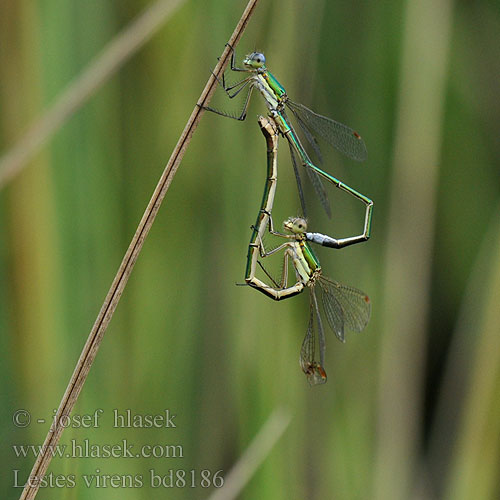 Lestes virens bd8186