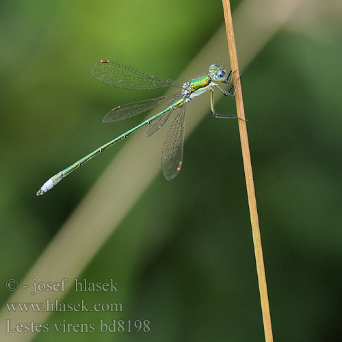 Lestes virens bd8198