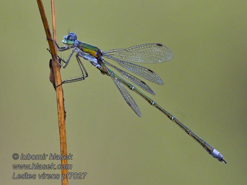 Kleine Binsenjungfer Lestes virens