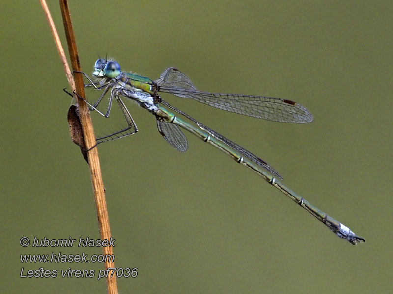 Pałątka mala Sydlig smaragdflicksl Lestes virens