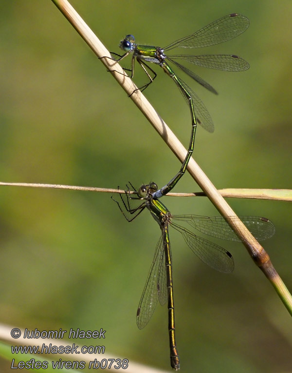 Šídlatka zelená Lestes virens