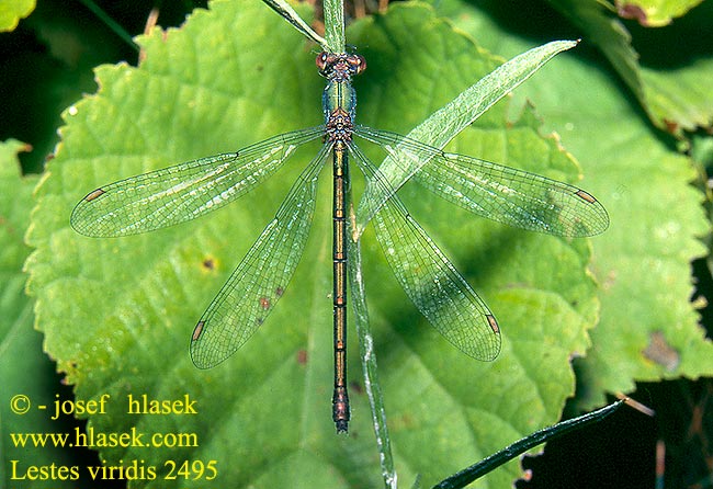 Lestes viridis Houtpantserjuffer Weidenjungfer Pałątka zielona Šídlatka velká