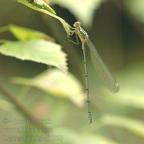 Lestes viridis Weidenjungfer Pałątka zielona Šídlatka velká Лютка зеленая зелена