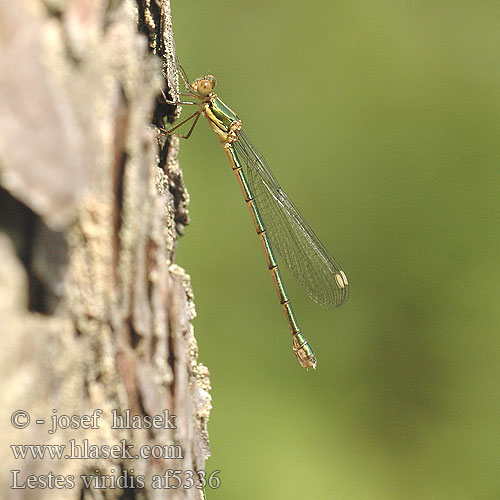 Lestes viridis Pałątka zielona Šídlatka velká Лютка зеленая зелена