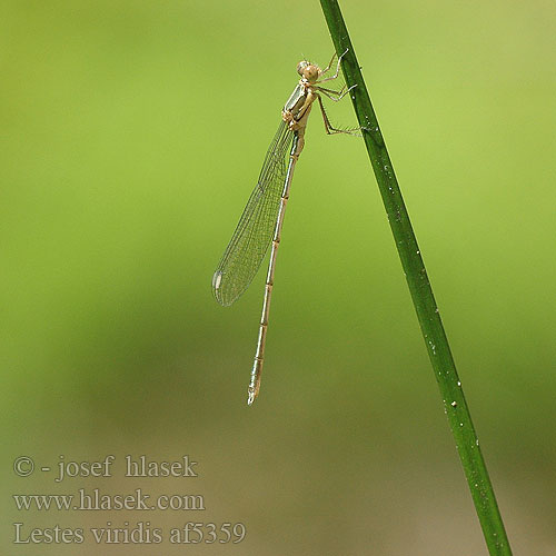 Lestes viridis Pałątka zielona Šídlatka velká Лютка зеленая зелена Western Willow Spreadwing Zöld rabló Leste vert Houtpantserjuffer Weidenjungfer