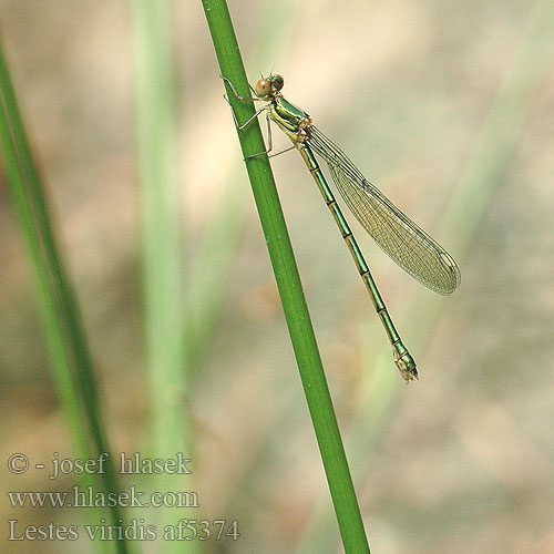 Lestes viridis Šídlatka velká Лютка зеленая зелена Western Willow Spreadwing Zöld rabló Leste vert Houtpantserjuffer Weidenjungfer Pałątka zielona